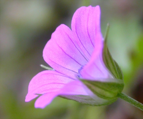 Prúžkovaná košieľka - Geranium robertianum