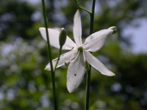 Jagavka konáristá, Anthericum ramosum