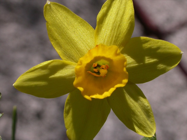 Narcis tete-a-tete