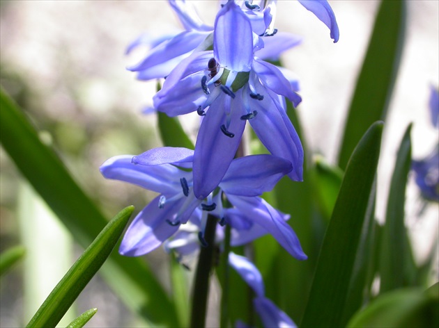 Scila sibírska (Scilla sibirica)