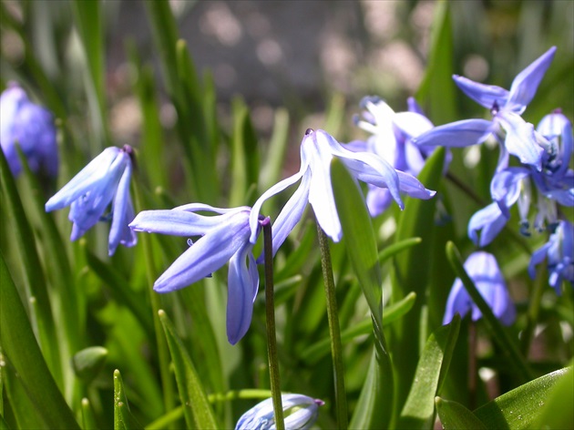 Scila sibírska (Scilla sibirica)