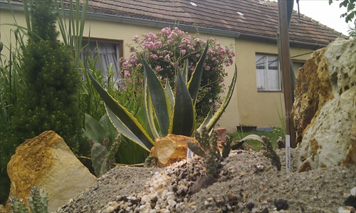 Agave