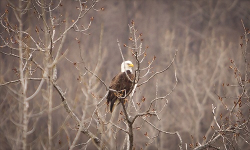 Bald Eagle 2