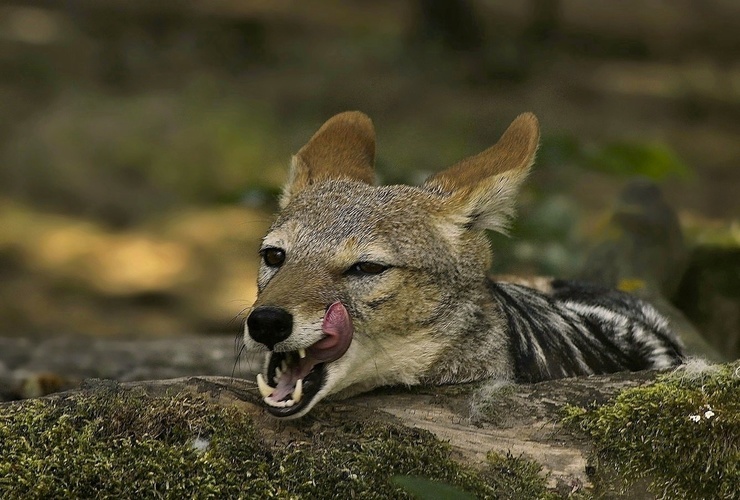 Šakal čabrakový-ZOO,Dvůr Králové