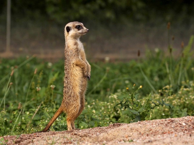 Kde se ten můj starej zase fláká?-ZOO,Dvůr Králové n/L