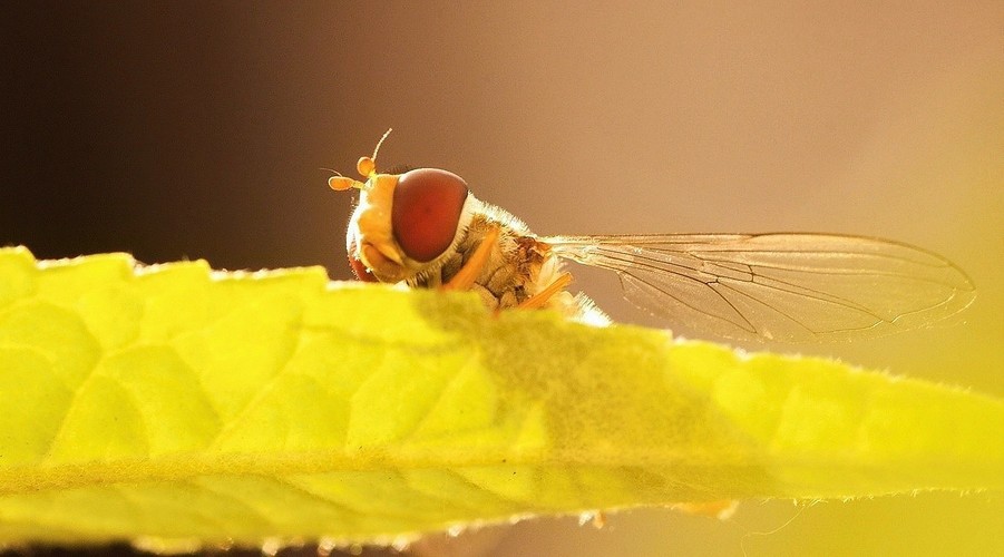 Pestřenka