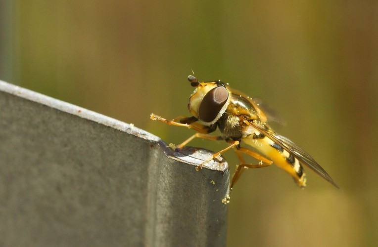 Pestřenka