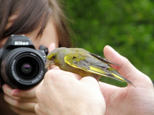 Carduelis chloris ako celebrita :)