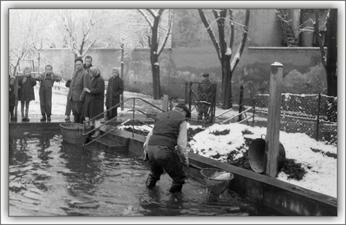 Vianoce BA asi rok 1952