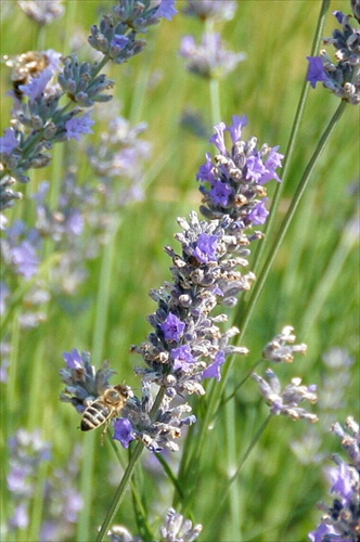 Včielka a levandula