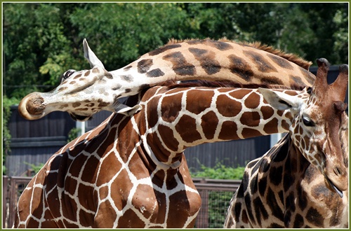 Párik žiráf v Bratislavskej ZOO