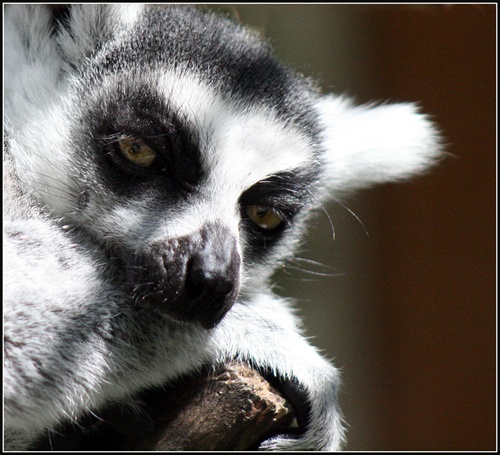 ZOO Bratislava - Lemur portrét