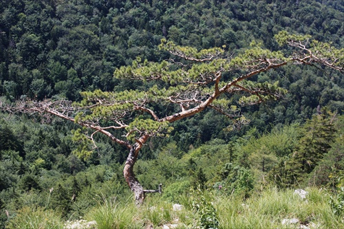 Bonsai vo Veľkej Fatre