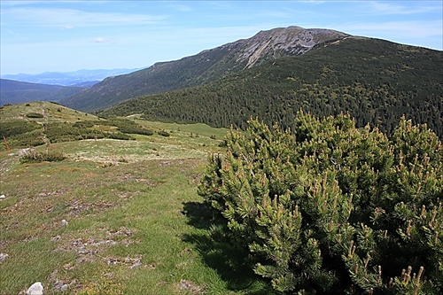 Kosodrevina