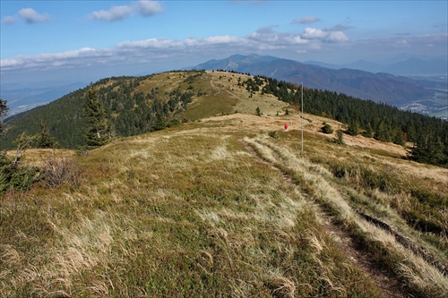 Obľúbená hrebeňovka