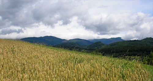 Úroda