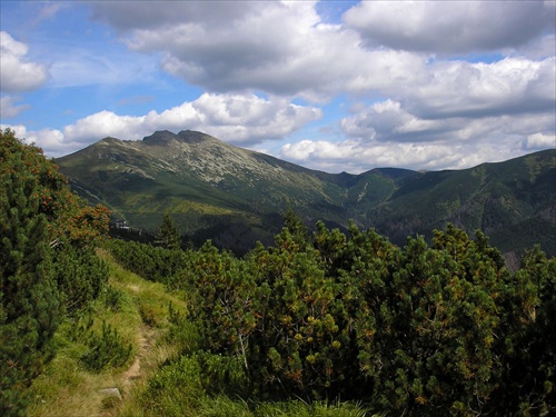 Kosodrevina