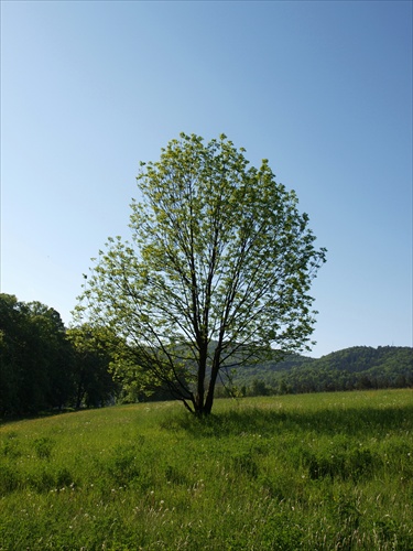 Osamelý