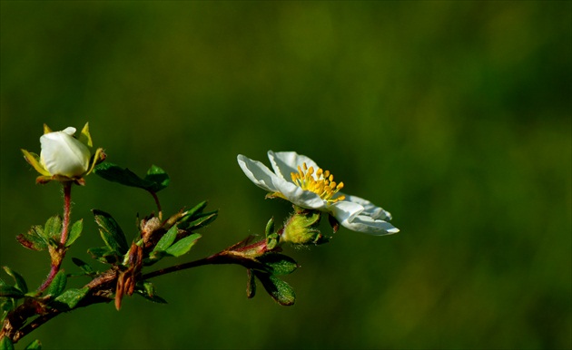 Potentilla alias Nátržník