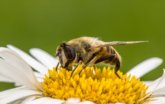 Trúdovka obyčajná ( Eristalis tenax )