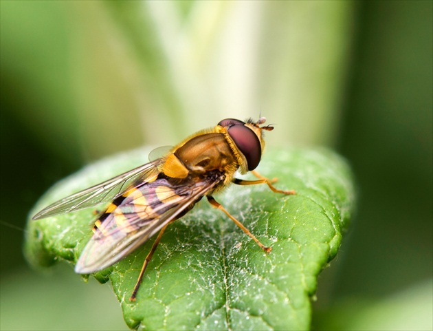 Pestrica ríbezľová ( Syrphus ribesii )