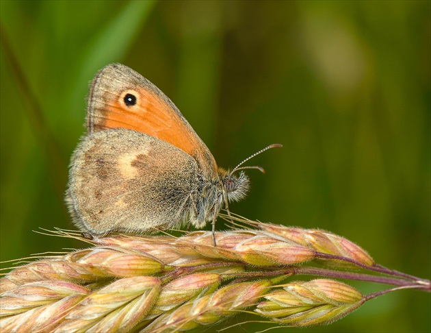 Očkáň pohánkový ( Coenonympha pamphilus )