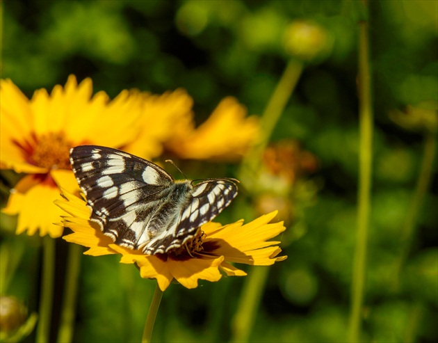 Očkáň timotejkový -  Melanargia galathea