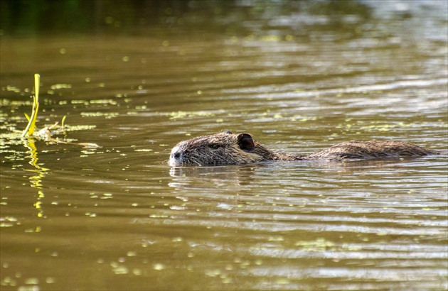 Nutria Riečna - Myocastor coypus