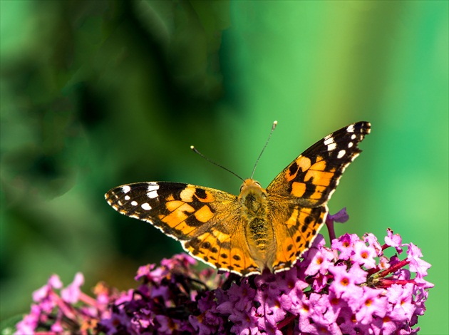 Babôčka bodliaková. Vanessa cardui