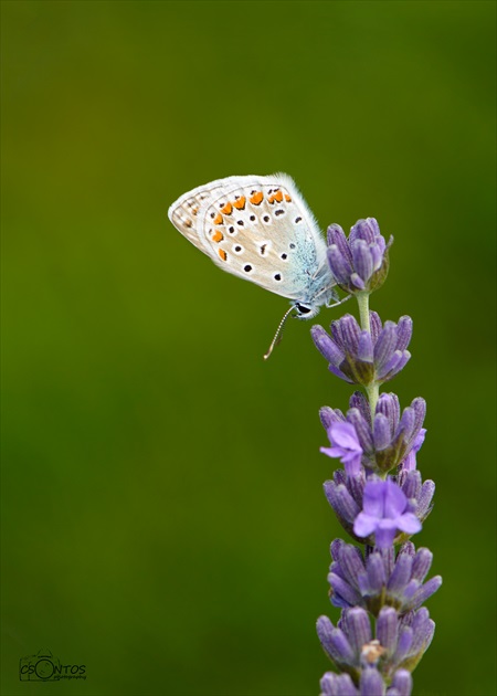 modráčik obyčajný. Polyommatus icarus