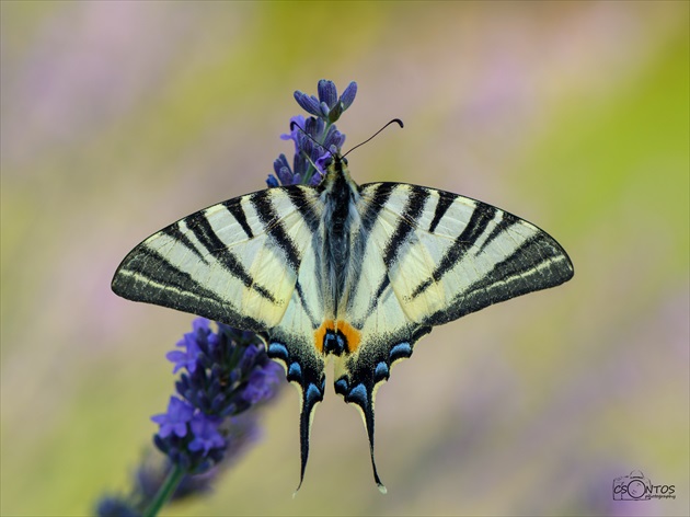 Iphiclides podalirius - Vidlochvost ovocný II