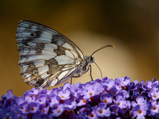 Melenargia galathea - Očkáň timotejkový