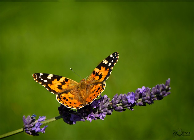 Babôčka bodliaková - Vanessa cardui