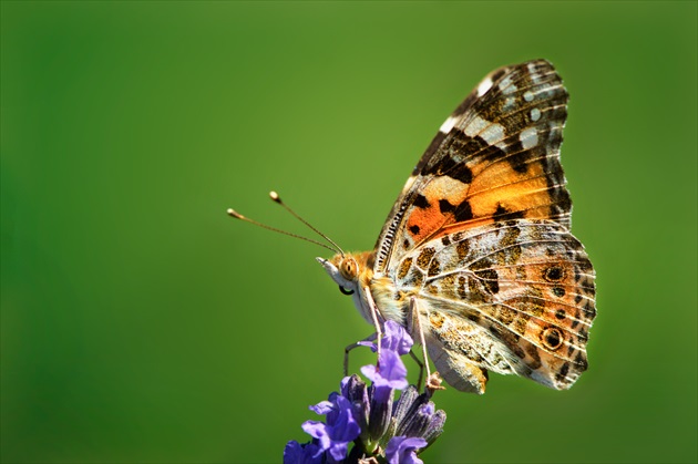 Babôčka bodliaková - Vanessa cardui