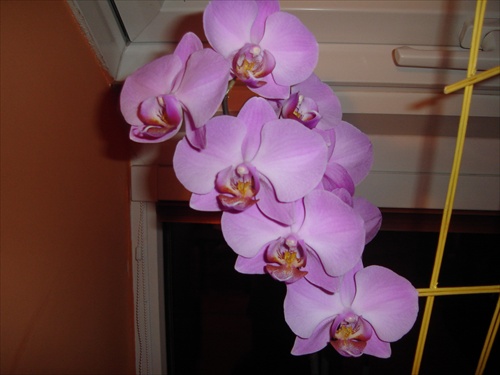 orchidea