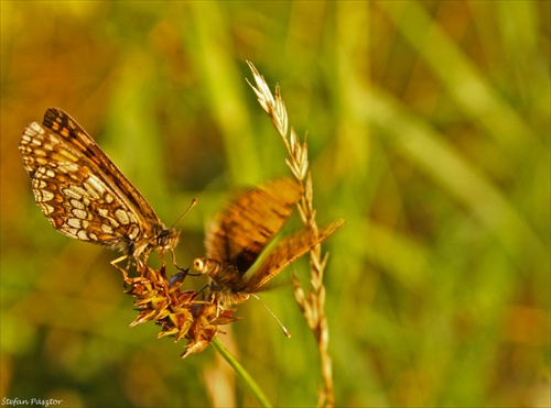 dohodneme sa? (Perlovec veľký - Fabriciana Argynnis)