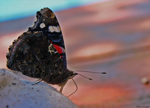 Babôčka admirálska - Vanessa atalanta