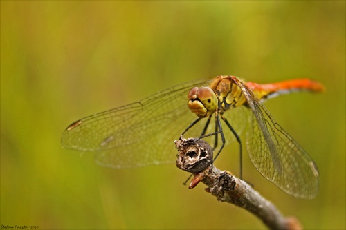 Vážka obyčajná - Sympetrum vulgatum