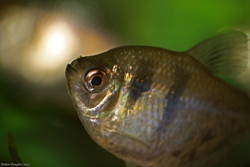 Tetra čierna - Gymnocorymbus ternetzi