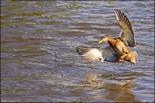 "sudden landing"