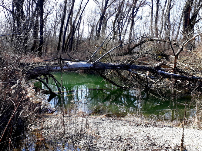 V kraľovstve bobrov