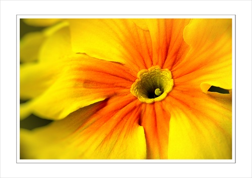 Prvosienka bezbyľová (Primula Vulgaris-Yellow)