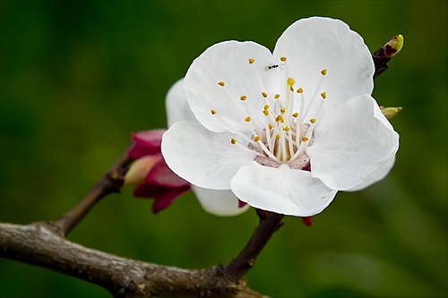 Marhuľa obyčajná (Armeniaca vulgaris)