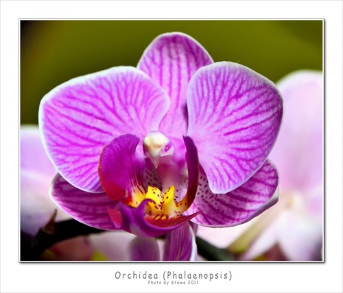 Orchidea