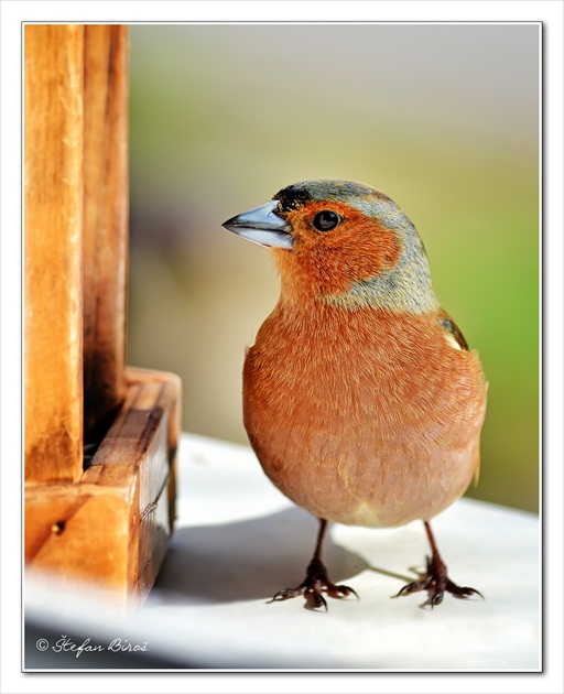 Moja nová kamarátka ... Pinka lesná (Fringilla coelebs)