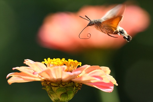 Macroglossum stellatarum