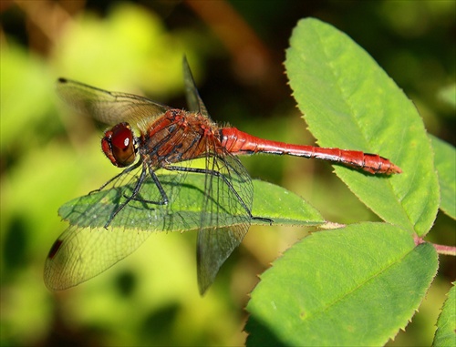 Sympetrum sangvineum