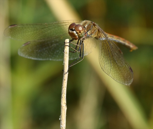 Sympetrum sp.