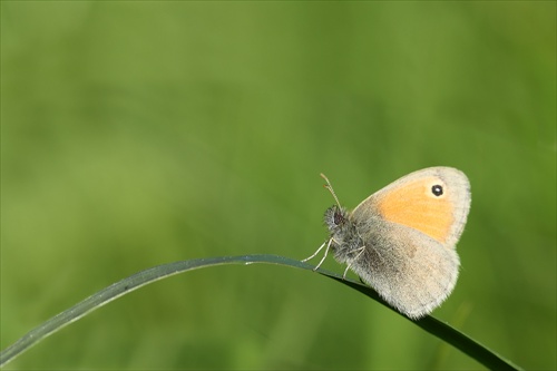 Coenonympha pamphilus