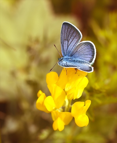 Polyommatus semiargus